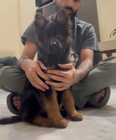 German shepherd long coat puppy for urgent sale