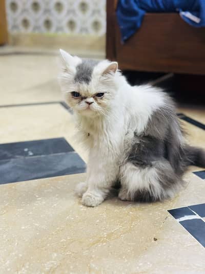 Want to sell my cat in best price only12000 thousand