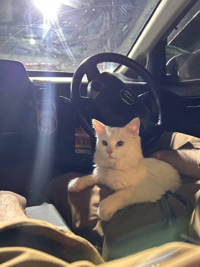 Persian male cat for sale