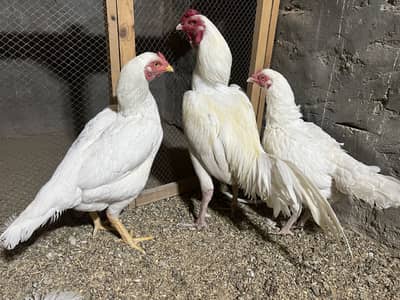 Heera aseel female for sale