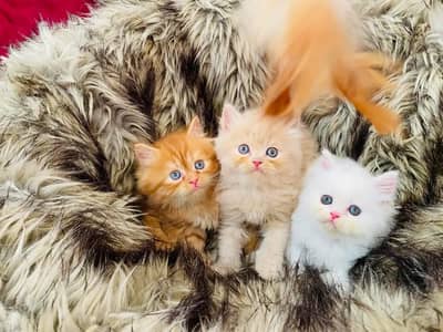 Persian kittens triple coat pair  for sale contact whatsap 03272663641