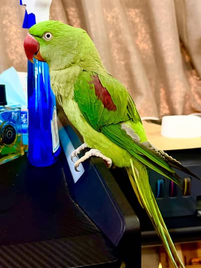 Raw talking Breader femail