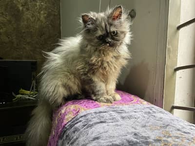 Persian triple coat