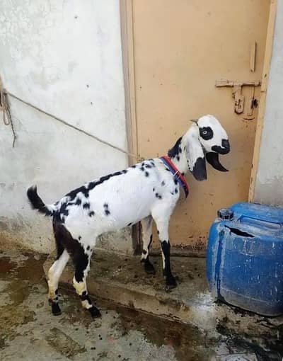 Femail goat