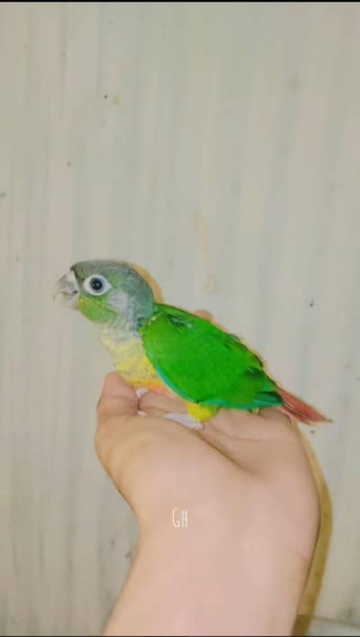 Green cheek conure and pinapple conure