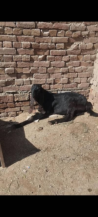 Bakra for sale