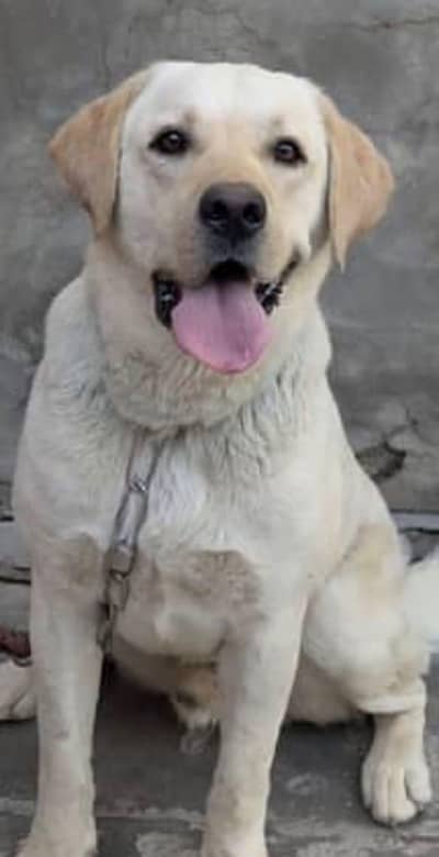 male baritish labador