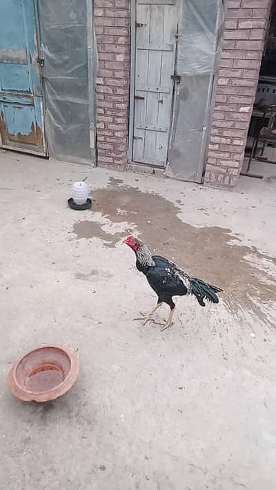 black jawa aseel for sale