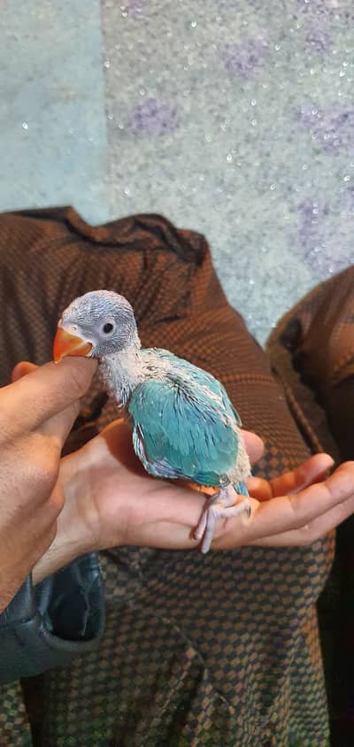 blue ringneck huge size,chick's available