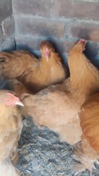 Golden buff 2 female 1 male