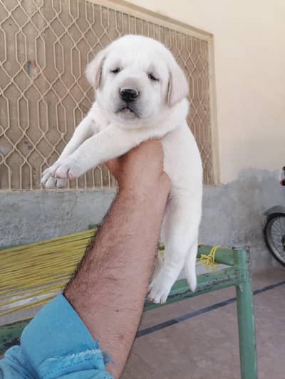 Labrador female pup for new home 0/3/0/7/6/7/1/7/5/0/7