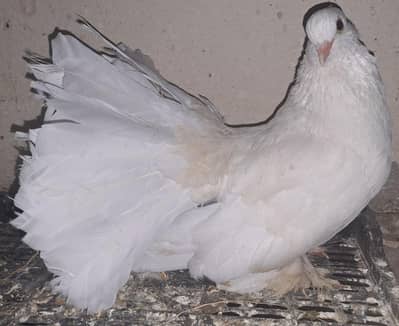 1 American Breeder [MALE] in big size and long Pamooz. 03116130712