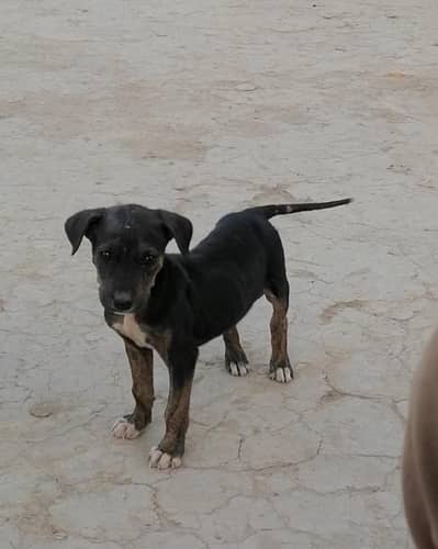 gultair tazi female puppy/0/3/0/7/6/7/1/7/5/0/7/