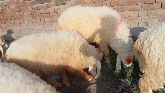 jackmabadi chatry chatry