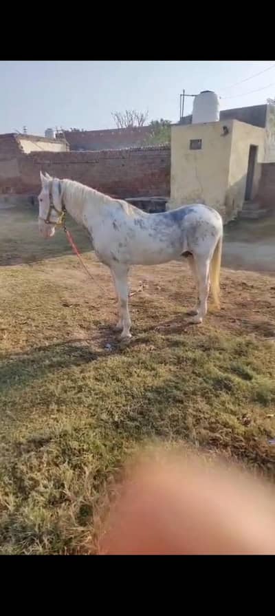 Nukra beautiful male horse  top breeder and dancer and nizabaz