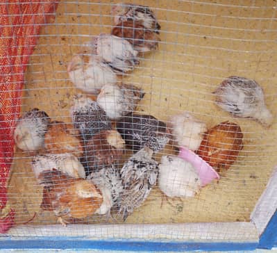 30 se 45 din ka choza khareedne k lea Whatsapp pe rabta kare