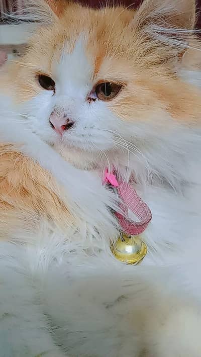 Rare triple coat kitten For Sale