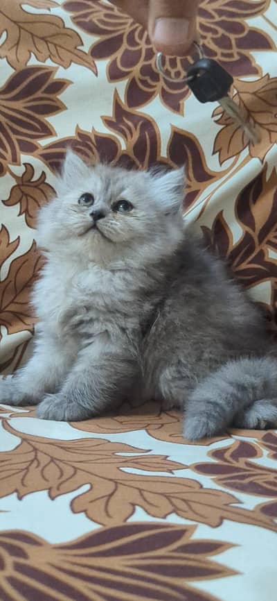 HIGH QUALITY KITTEN available