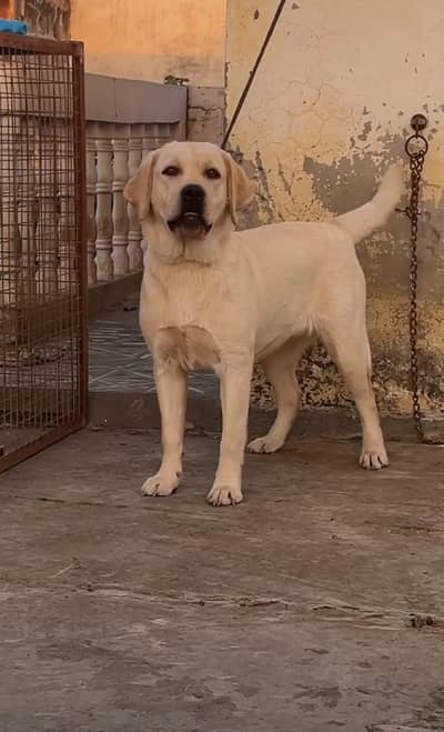 labra dog female for sale