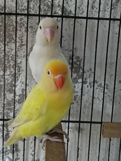 Love Birds Pairs for Sale (Healthy & Active)