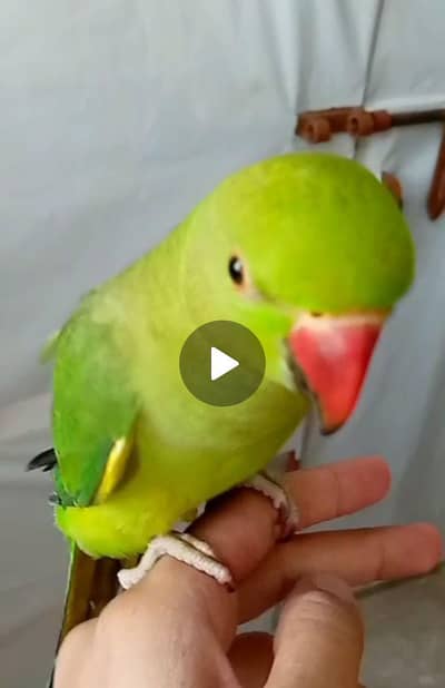 EID OFFER 10000 - HANDTAMED RINGNECK PARROT