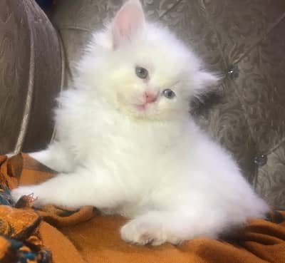 persion kittens triple coated  3 kittens