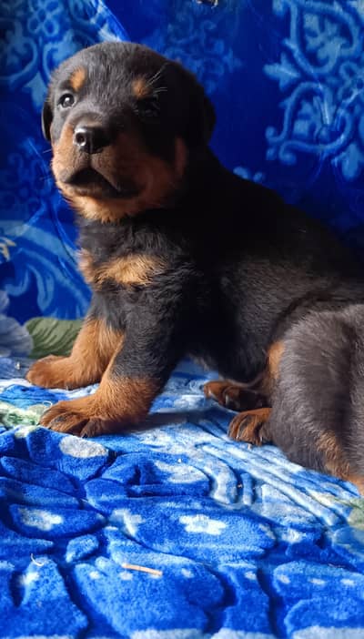 Rottweiler puppies high quality show class puppies