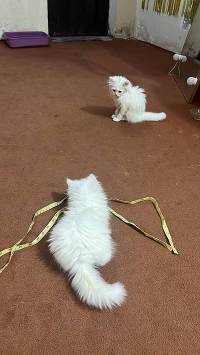 Persian cat pair