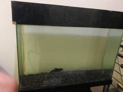 3 feet aquarium > Read add