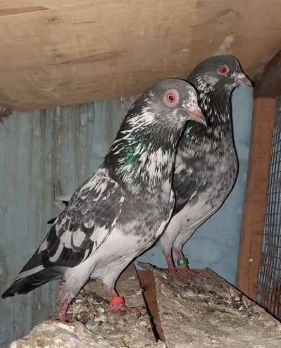 dub wale pathi patha