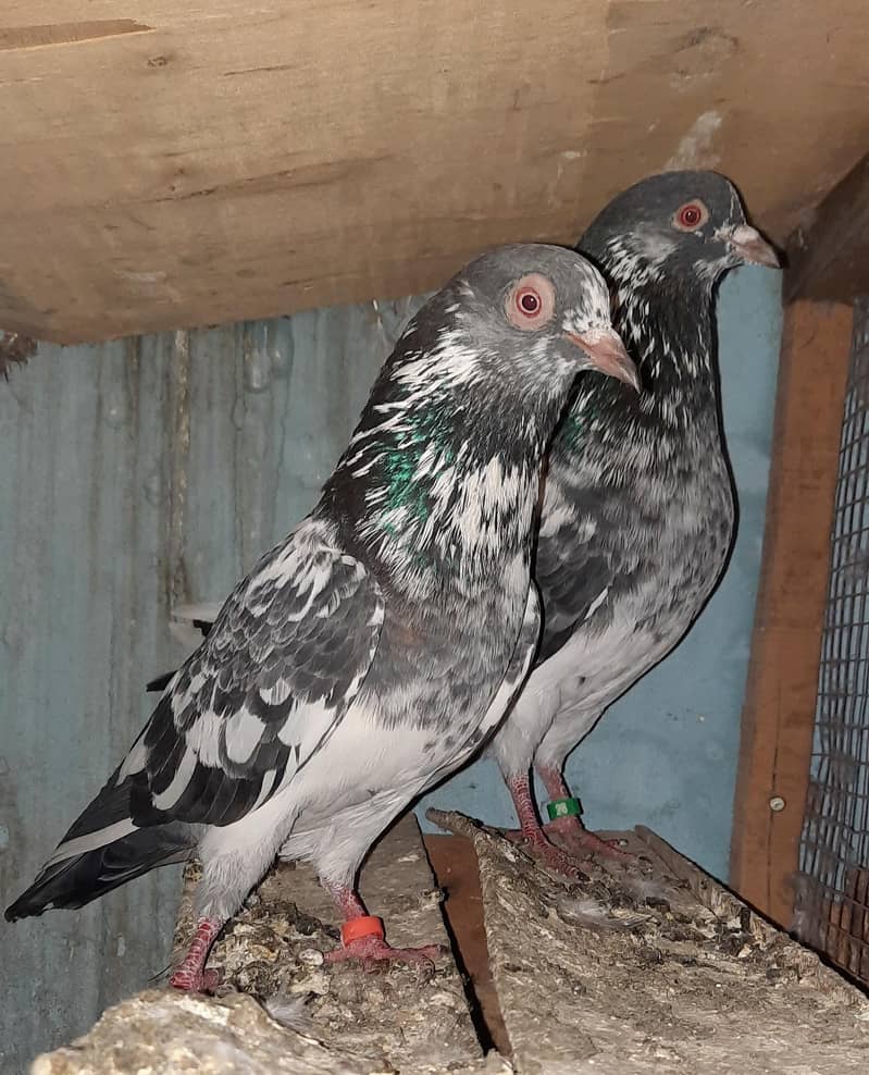 dub wale pathi patha 0