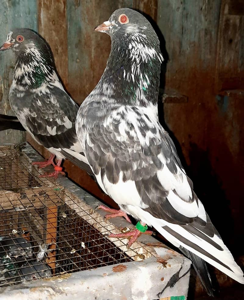 dub wale pathi patha 1