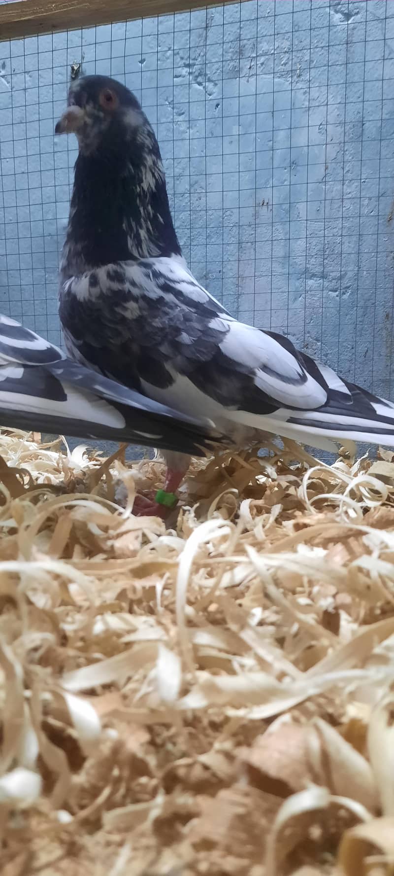 dub wale pathi patha 2