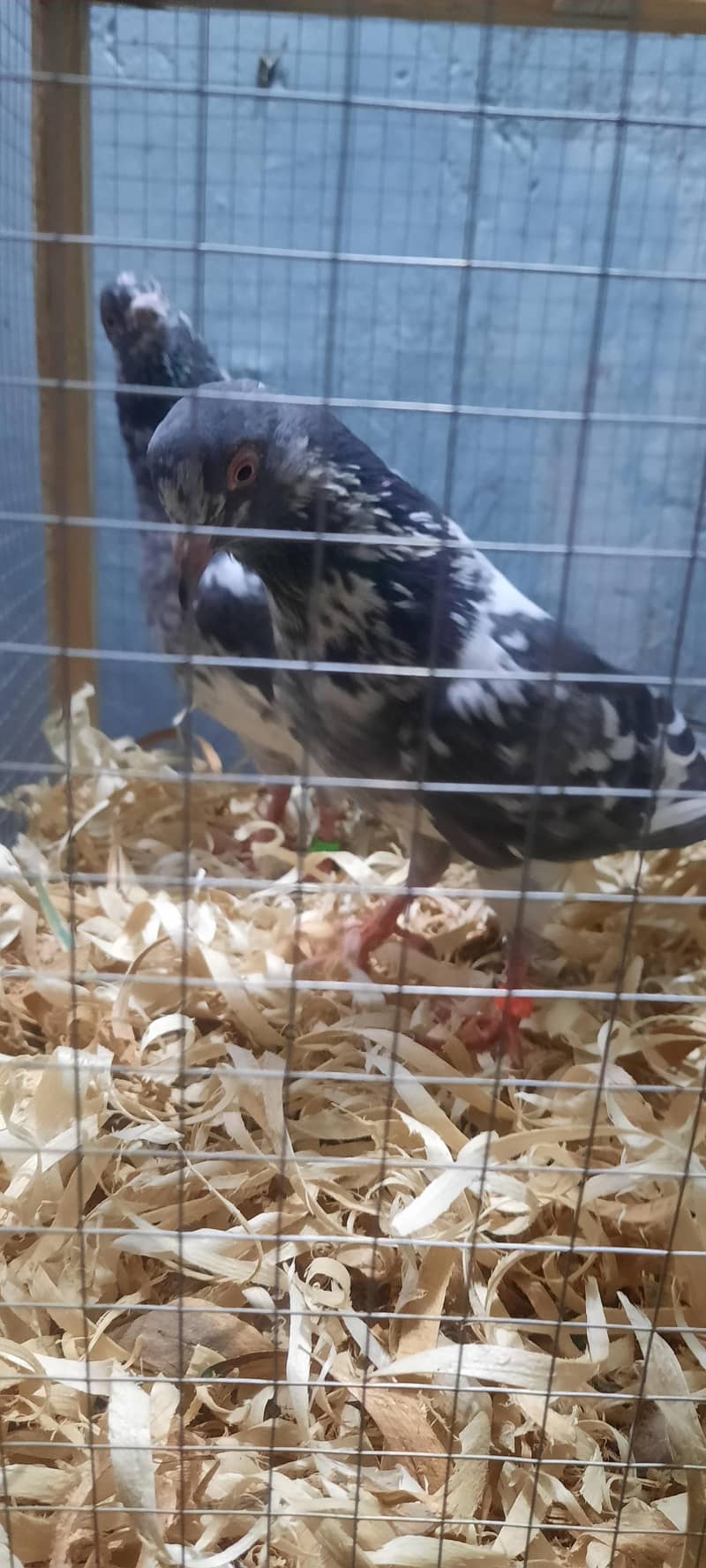 dub wale pathi patha 3