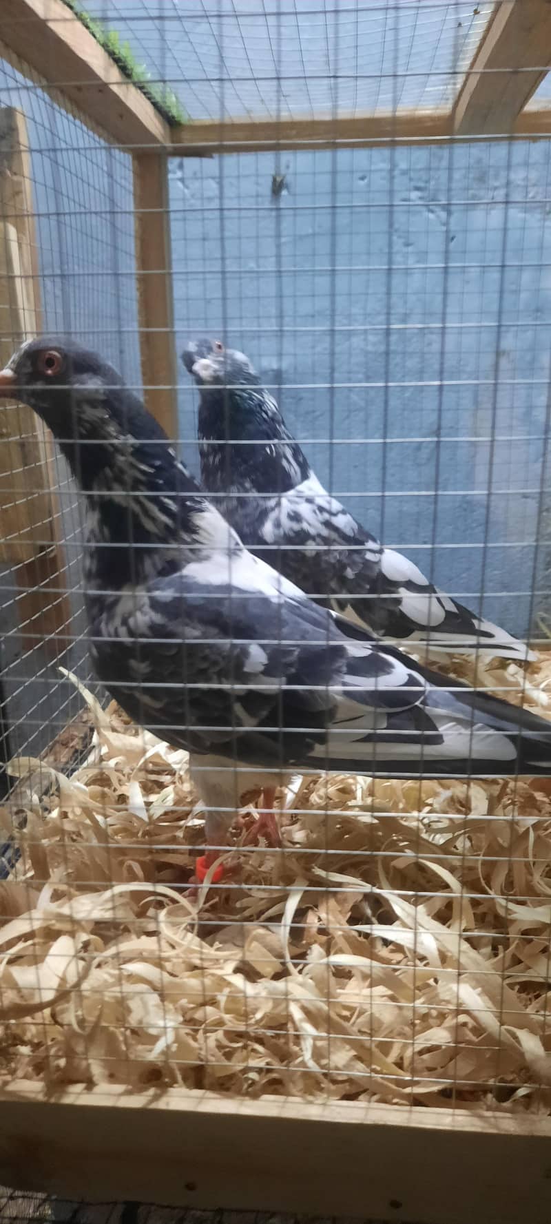 dub wale pathi patha 4