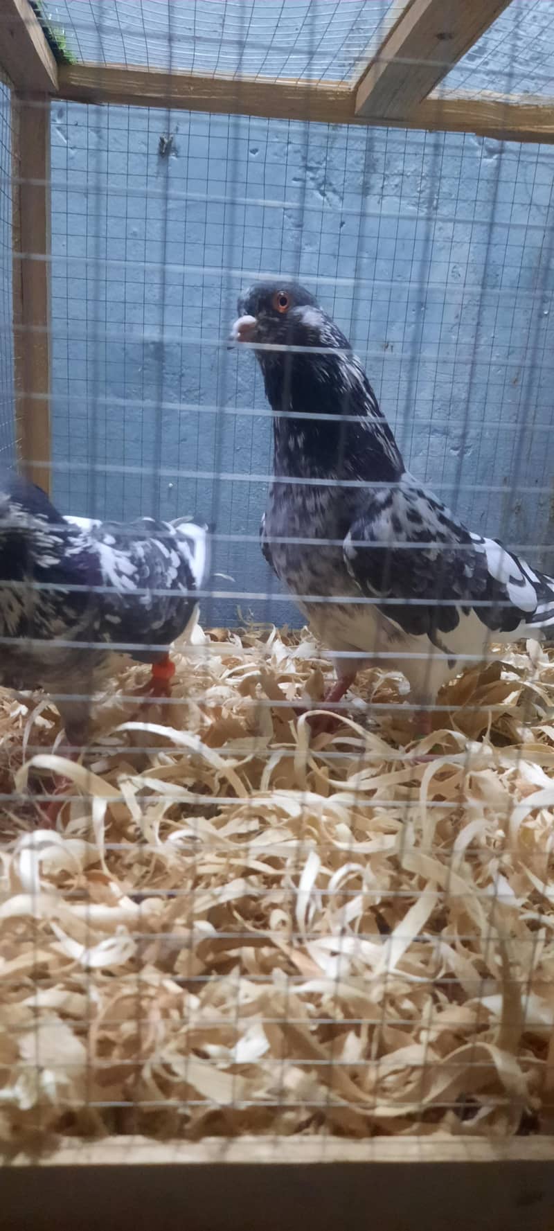 dub wale pathi patha 5