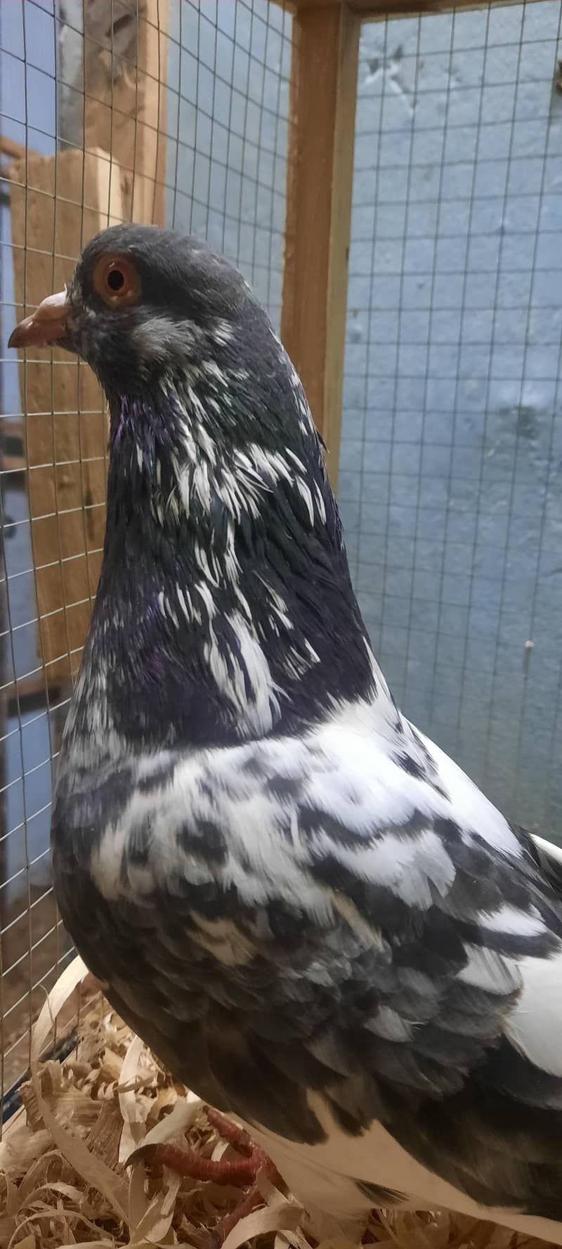 dub wale pathi patha 7