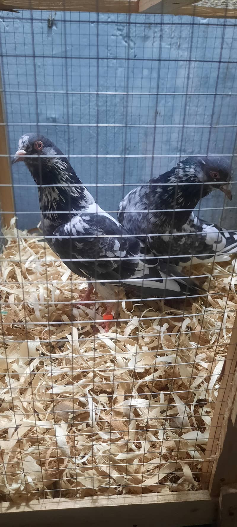 dub wale pathi patha 8