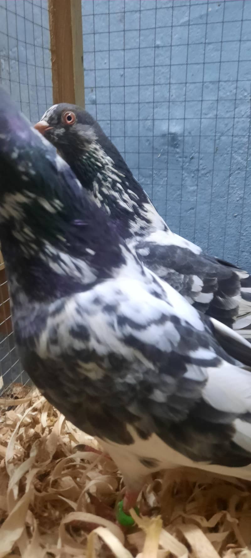 dub wale pathi patha 9