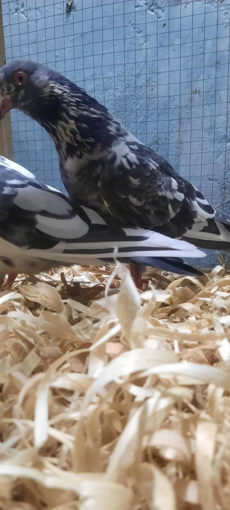 dub wale pathi patha 10