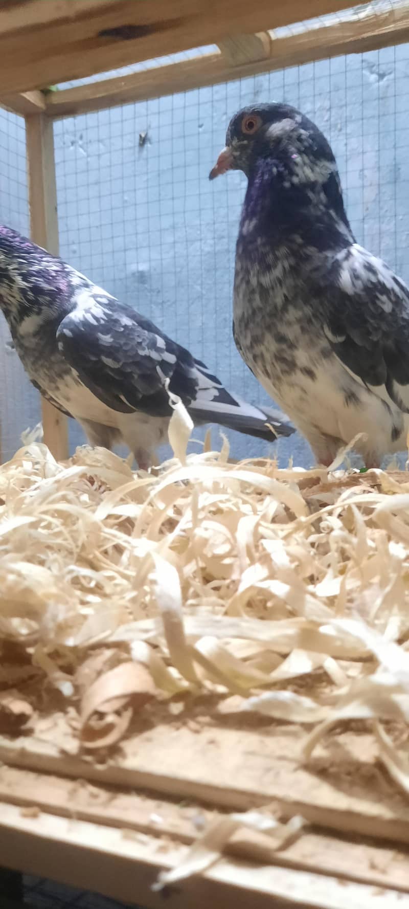 dub wale pathi patha 11