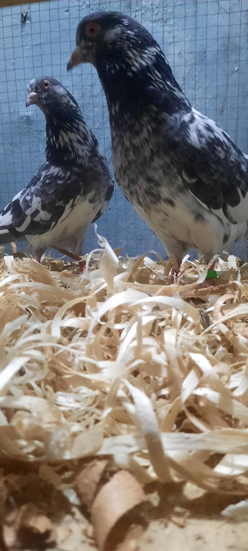 dub wale pathi patha 12