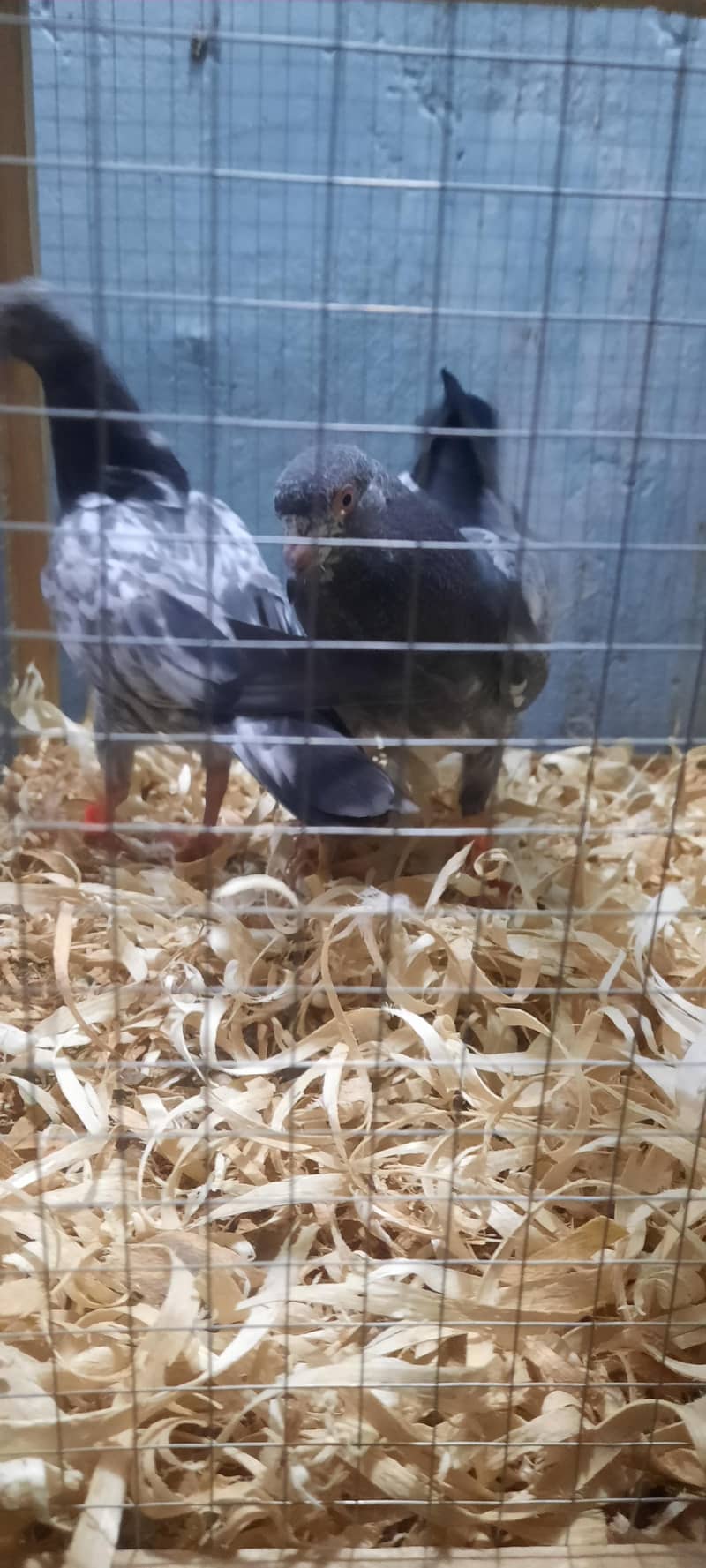 dub wale pathi patha 15