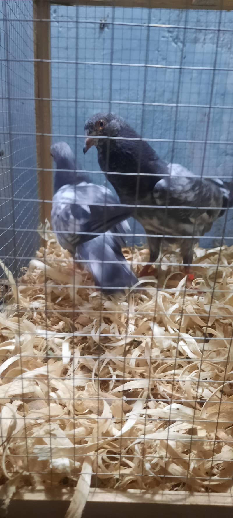 dub wale pathi patha 16