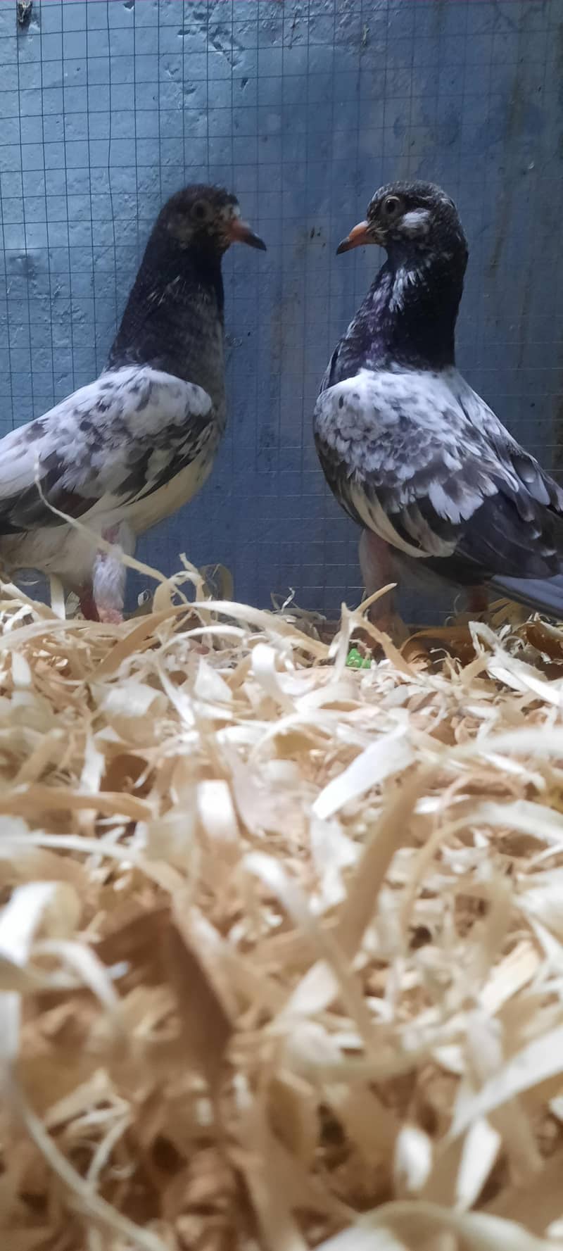 dub wale pathi patha 17