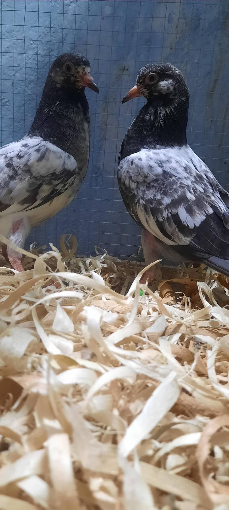 dub wale pathi patha 18