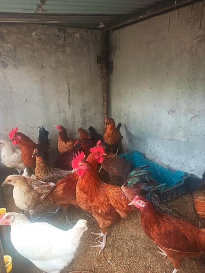 Golden Misri | Egg laying| Murga + Murgiya|