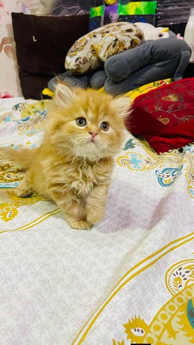 Persian good breed kittens avail. WhatsAp= 03103699468