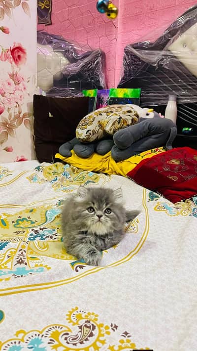 Persian good breed kittens avail. WhatsAp= 03103699468
