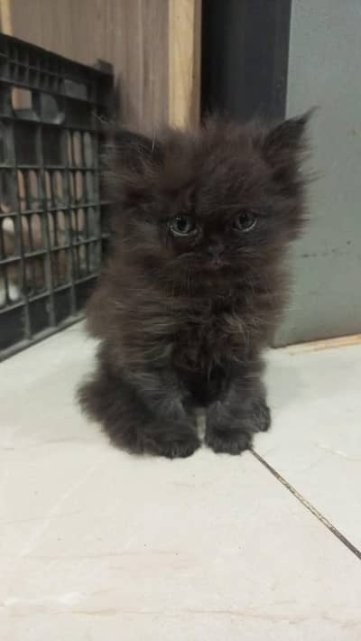 beautiful kitten for sale